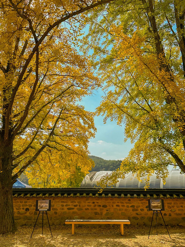 다가오는 가을에 꼭 가야하는 은행나무 명소 💛