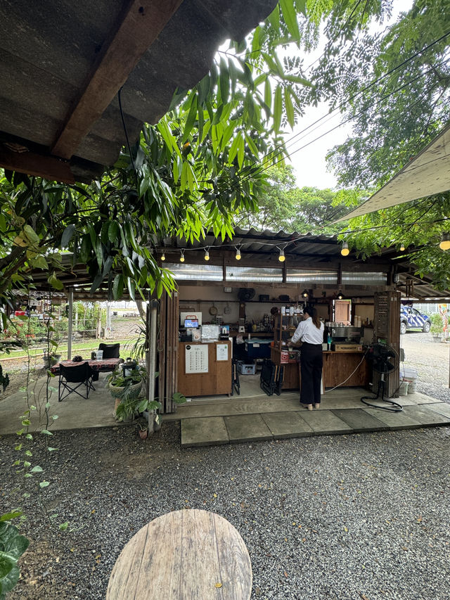 SWN.Cnx คาเฟ่ลับ ใต้ต้นฉาฉา หางดงเชียงใหม่ 🥤