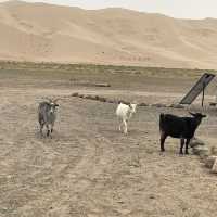 Whispers of the Desert: Conquering Khongor Sand Dunes
