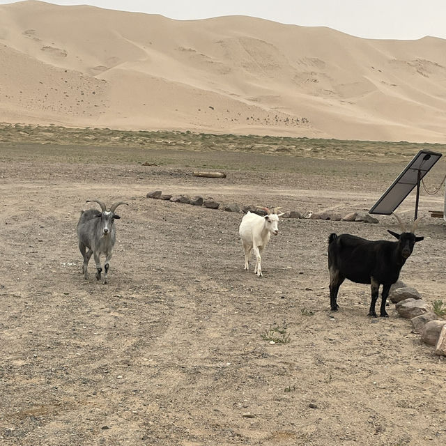 Whispers of the Desert: Conquering Khongor Sand Dunes