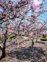 🇦🇺 Japanese Cherry Tree Grove, Canberra, Australia