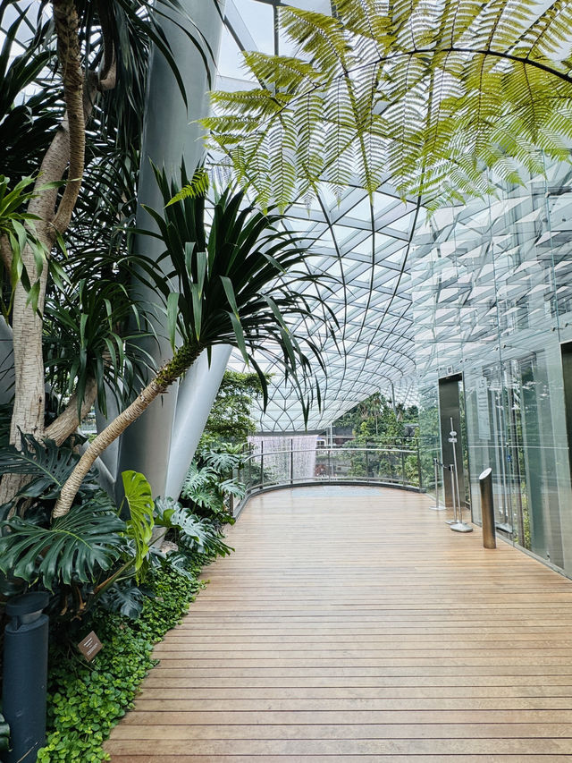 🇸🇬 Canopy Park Foggy Bowls