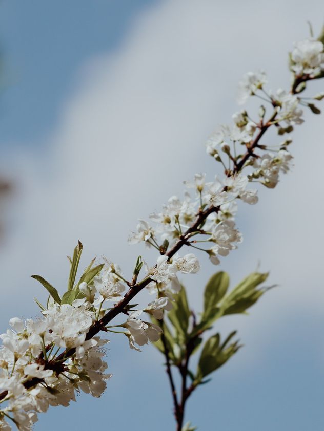 The plum blossom season in Moc Chau, Vietnam