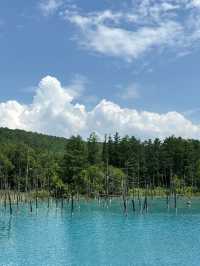 身處在仙境般的北海道青池🤍🩵