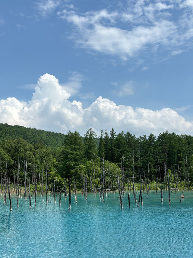 身處在仙境般的北海道青池🤍🩵