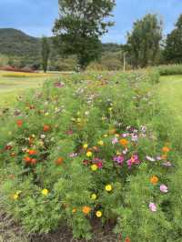 【淡路島】秋の花畑を求めて