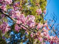 東京景點｜上野公園：櫻花之約