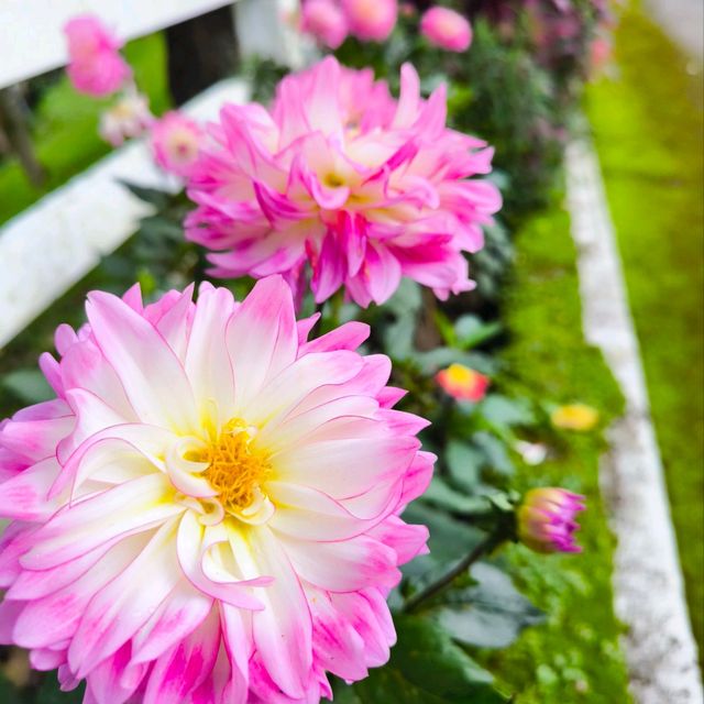 สถานีเกษตรหลวงอินทนนท์ สวนพรรณพืชดอกไม้สวยๆ