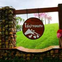 ไร่ปางแกะ  จังหวัดน่าน