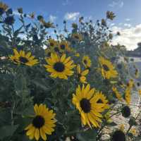 淡路島　動物と触れ合い、ひまわり🌻と写真