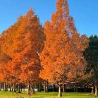 【東京】広大な公園