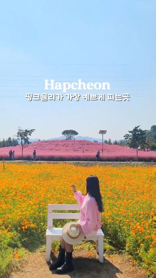 올가을 가장 낭만적이었던 핑크뮬리 천국🩷