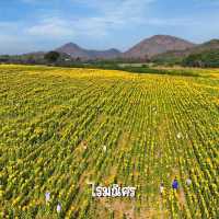 ทุ่งทานตะวันไร่มณีศร เขาใหญ่ 