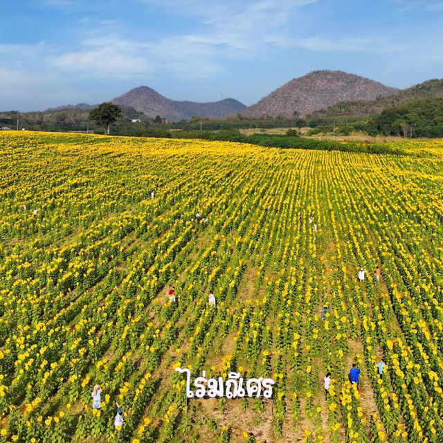 ทุ่งทานตะวันไร่มณีศร เขาใหญ่ 