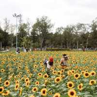 ทุ่งดอกทานตะวันในเมืองกรุง สวนรถไฟจตุจักร🌻