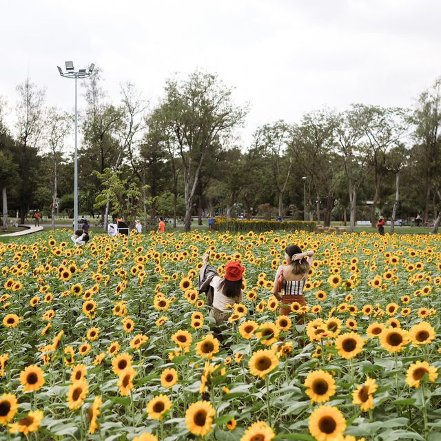 ทุ่งดอกทานตะวันในเมืองกรุง สวนรถไฟจตุจักร🌻