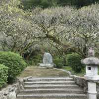Nature’s Beauty and History: My Stunning Visit to Dazaifu Tenmangu!
