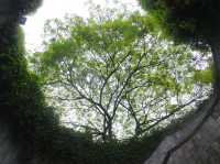 Fort Canning Tree Tunnel. เที่ยวสิงคโปร์