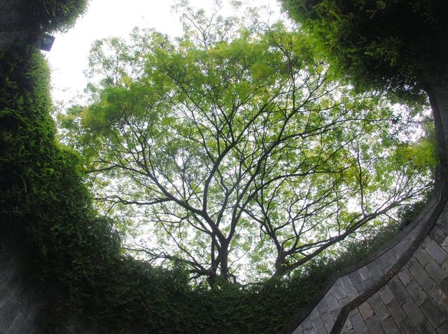 Fort Canning Tree Tunnel. เที่ยวสิงคโปร์