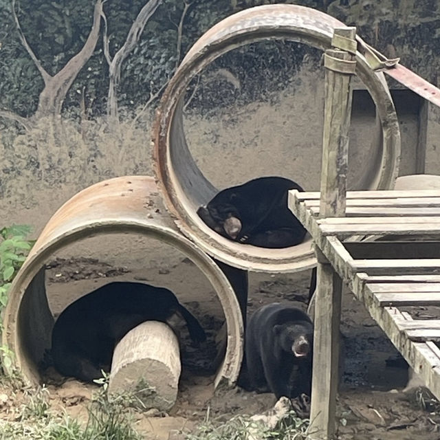 【コタキナバル🇲🇾】テングザル！オランウータン！貴重動物目白押し⭐️