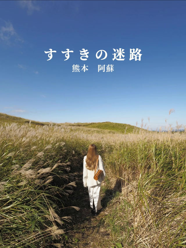 秋の熊本　阿蘇のススキの迷路