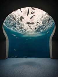 景點推薦：大阪海洋館——與海洋生物零距離接觸