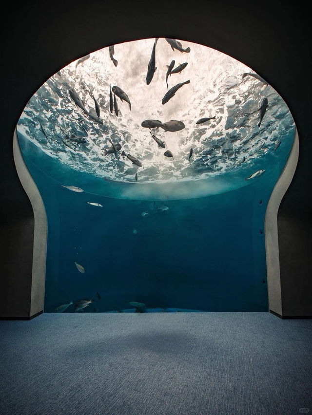 景點推薦：大阪海洋館——與海洋生物零距離接觸
