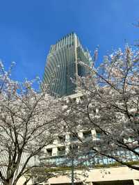 東京　東京観光　ミッドタウンガーデンの桜は最高だったぞ！