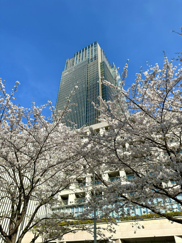 東京　東京観光　ミッドタウンガーデンの桜は最高だったぞ！