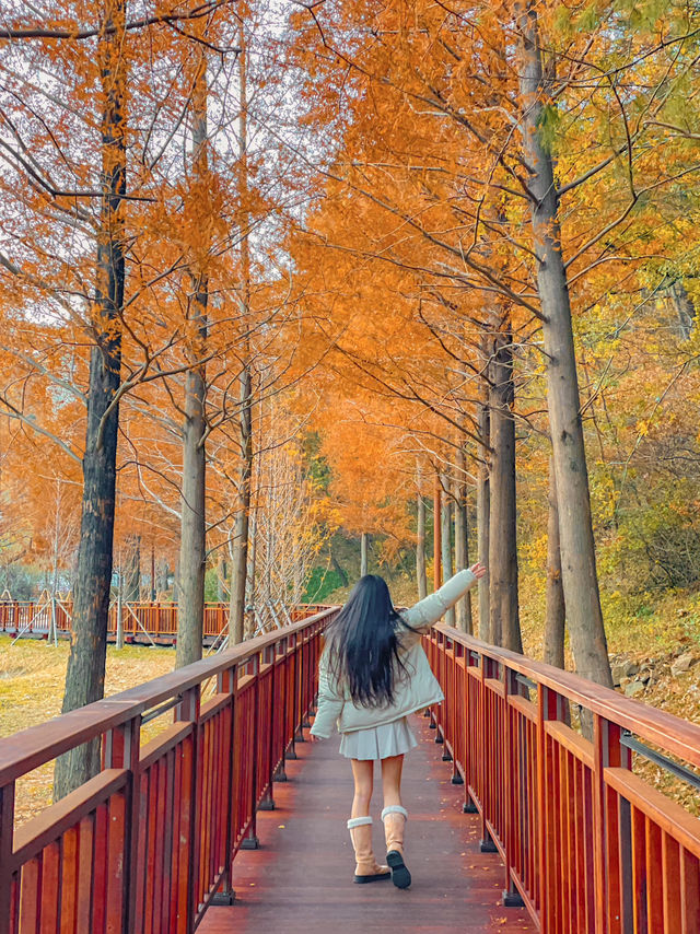 부산의 가을 명소, 단풍구경하기 좋은 기장 용소웰빙공원