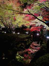 【東京の紅葉スポット🍁】池の水面に映り込む逆さ紅葉の絶景