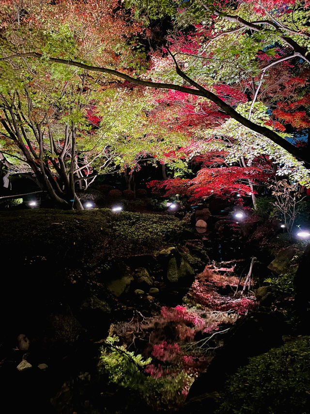 【東京の紅葉スポット🍁】池の水面に映り込む逆さ紅葉の絶景