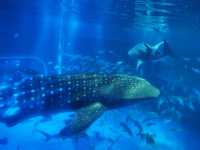 【石川/能登】癒しの幻想空間が広がる≪のとじま水族館≫ 