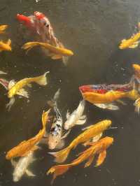 가을 느낌 물씬 [니노마루 정원]⛲️