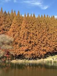 서울 근교 너무 이쁜 단풍 명소🍁