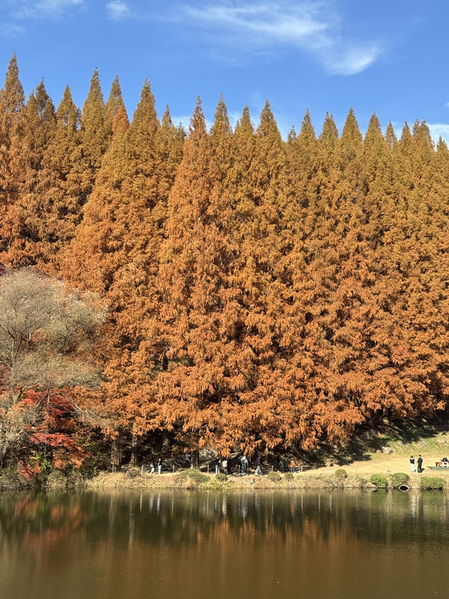 서울 근교 너무 이쁜 단풍 명소🍁