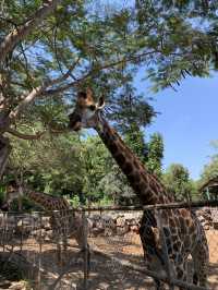 เที่ยวสวนสัตว์เขาใหญ่ Bonunza Exotic Zoo!