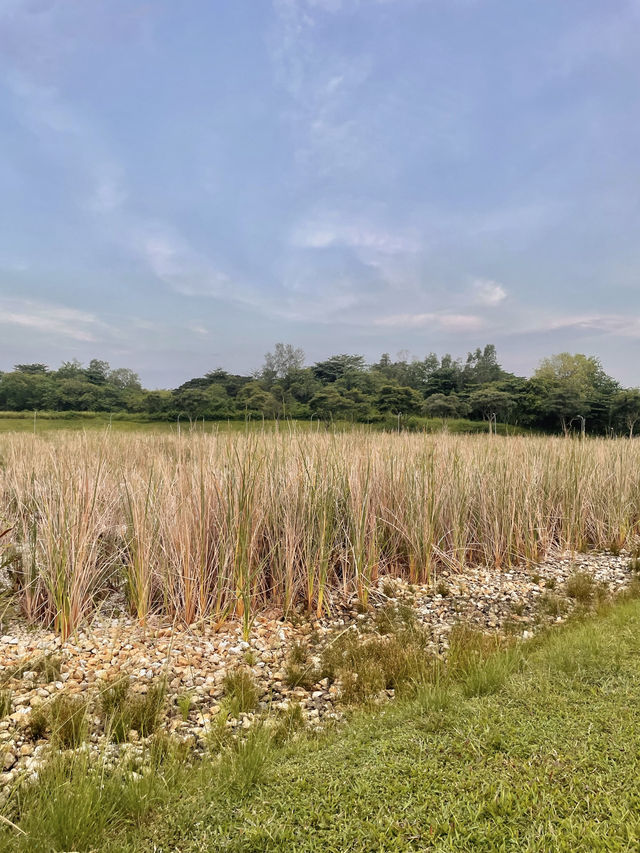 เช่าจักรยานปั่นดูวิวธรรมชาติ @Punggol Park 🌳
