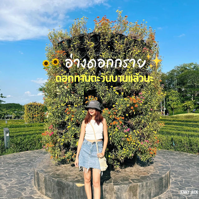 ดอกทานตะวันบานแล้ว #อ่างดอกกราย ระยอง