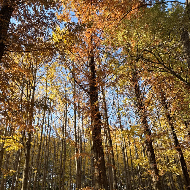 Seoul autumn