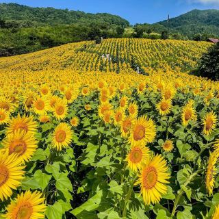 Hamamatsu Shizuoka,