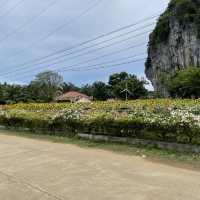 เขาทะนาน ทุ่งทานตะวัน จังหวัดสตูล