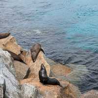 Narooma，海豹，果冻海