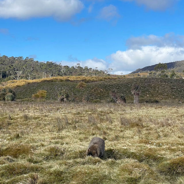 Nature’s Majestic Playground: My Adventure in Cradle Mountain-Lake St. Clair National Park! 