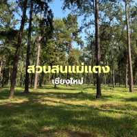 🌲 สวนสนแม่แตง จุดเช็คอินที่สายถ่ายรูปไม่ควรพลาด!