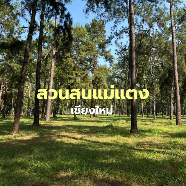 🌲 สวนสนแม่แตง จุดเช็คอินที่สายถ่ายรูปไม่ควรพลาด!