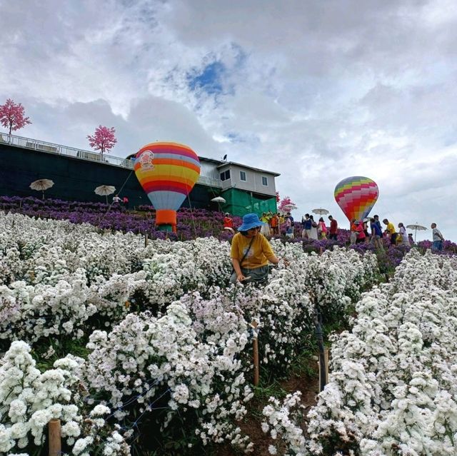 Hydrangea Hill @ Khao Kho