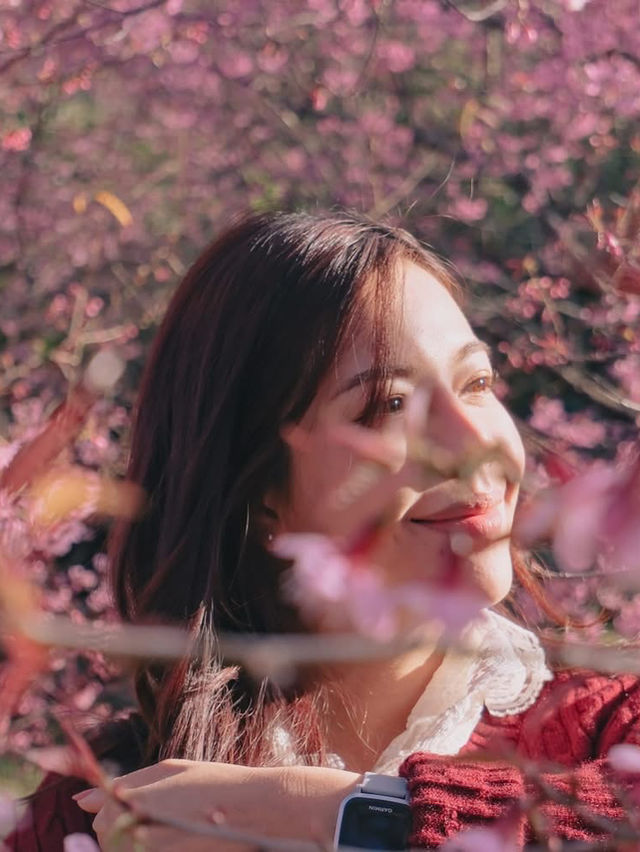 ชมดอกซากูระเมืองไทย @ดอยอินทนนท์ 🌸🤍✨