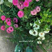 คาเฟ่โฮมมี่เชียงใหม่ อยู่(แล้วโคตร)สุข!!