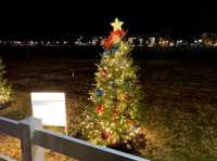 미국 국립 크리스마스 트리 National Christmas Tree